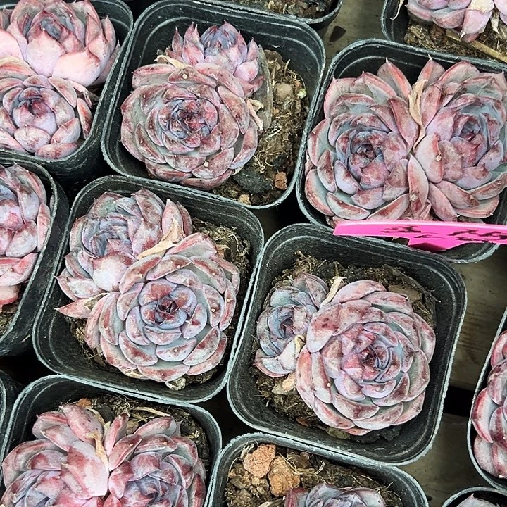 多头蓝莓。  福利多多