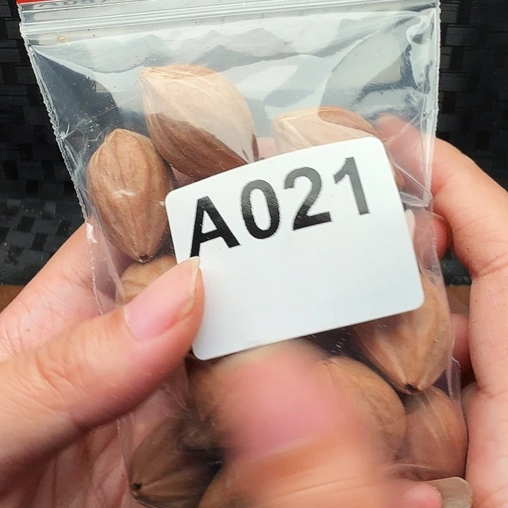 婉***3手串/手链橄榄核橄榄