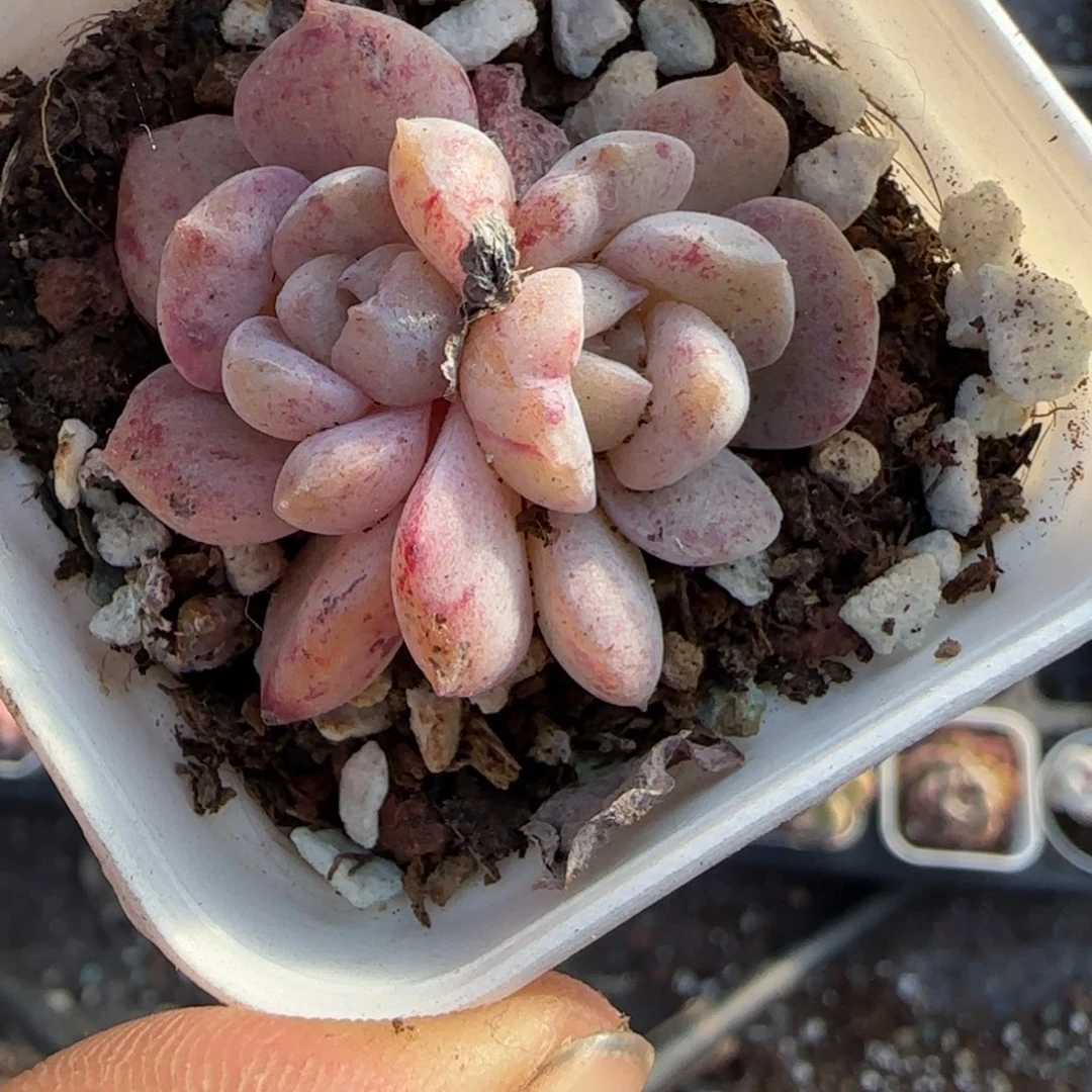 多肉小卡拉米糖心一物一拍