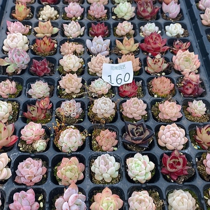 160 多肉植物盆栽花卉植物