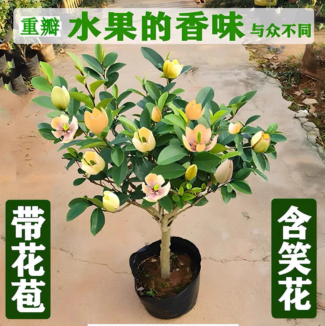 黄色【香水含笑】盆栽树苗桌面绿植庭院四季植物绿化风景树