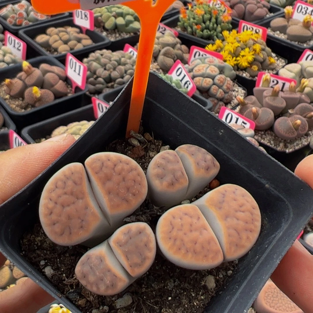 848 一物一拍，默认有伤，介意勿拍，不退不换