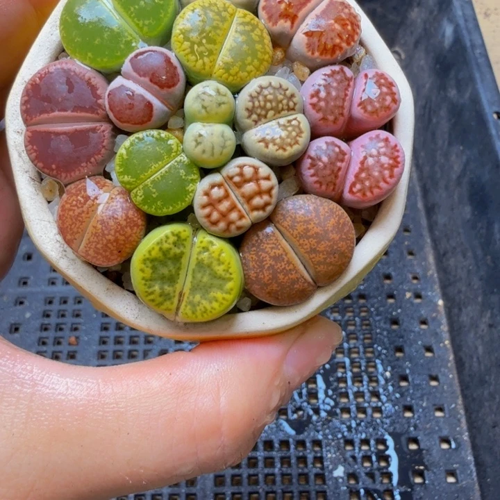 多肉植物的生长531