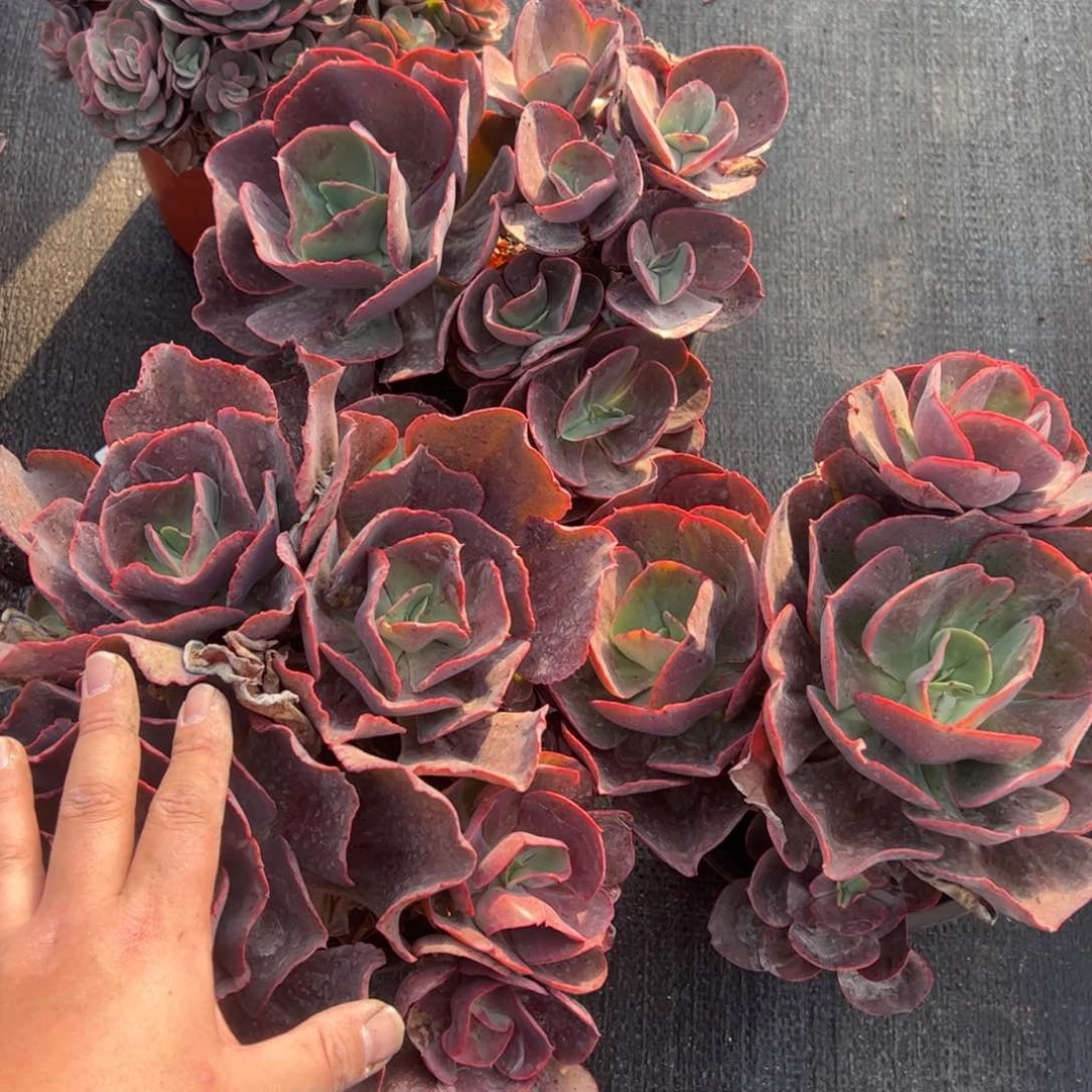 大叶秀妍大盆老桩