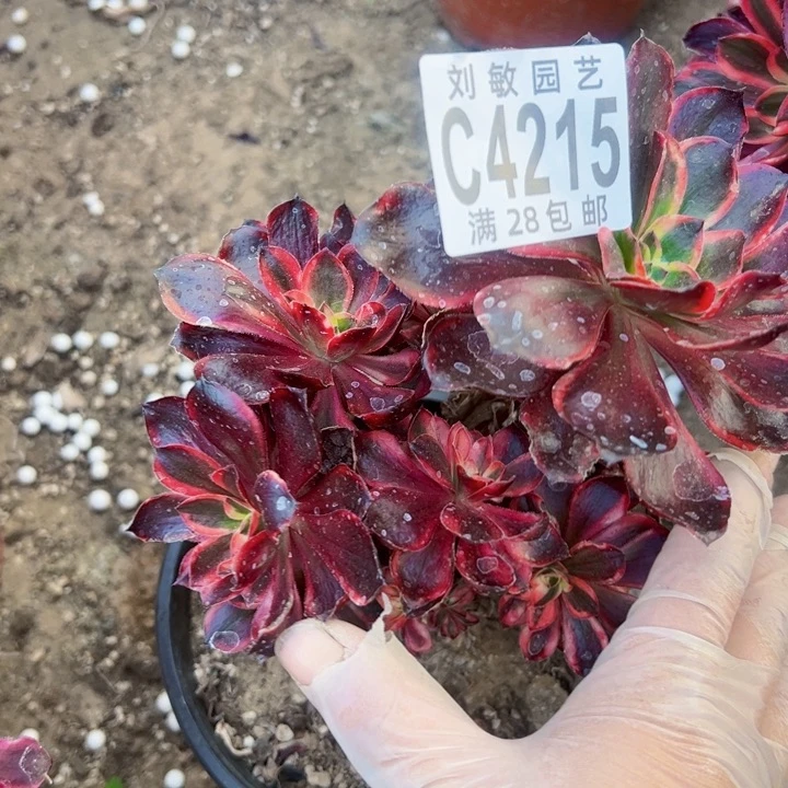 4215多肉植物法师红魔女