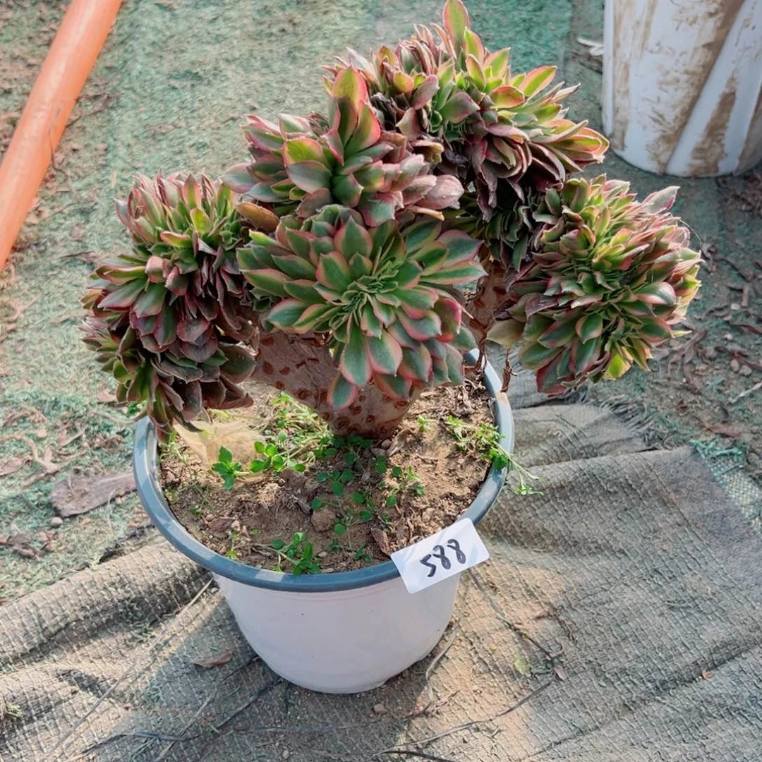 588红袖缀化多肉植物