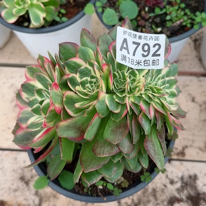 多肉法师淘宝福利