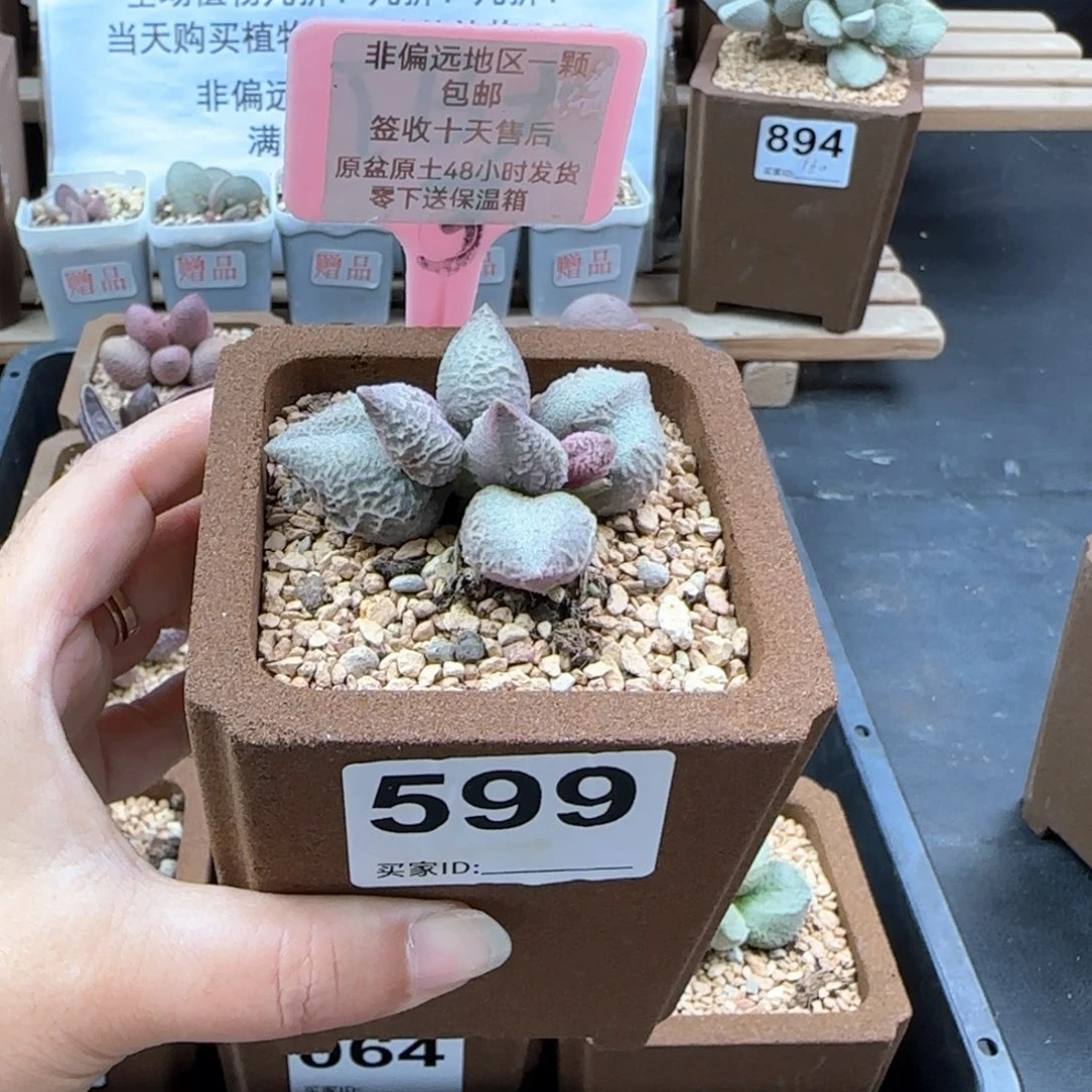 *️****599倒刺冰淇淋多肉植物
