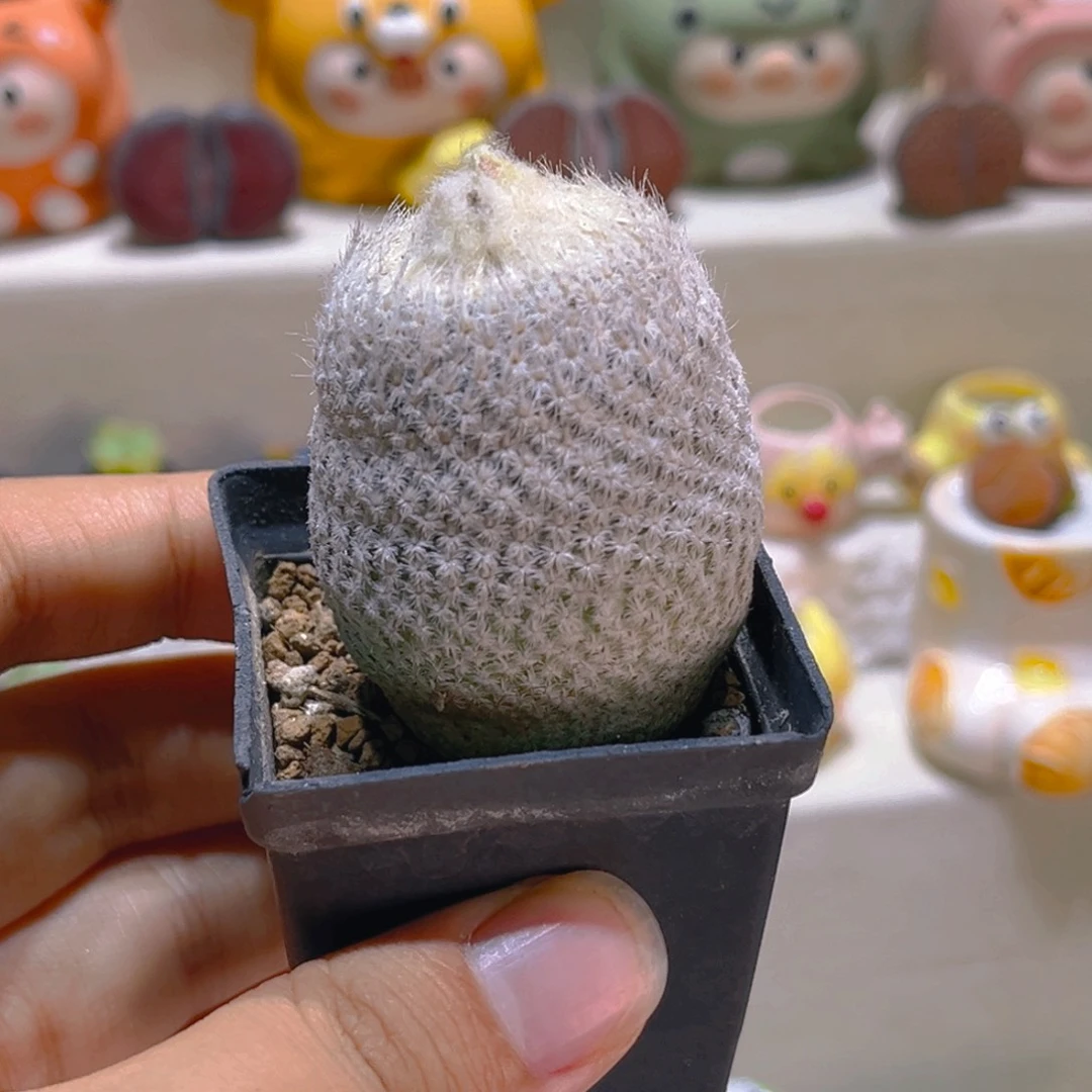 054高端仙人球小人帽