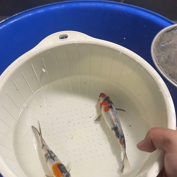 金***来锦鲤锦鲤包邮到家18