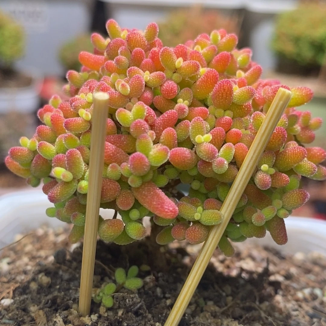 蜜桔糖球枝干番杏A617