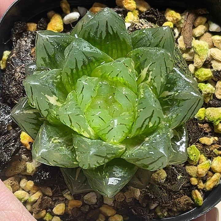 35大窗龙鳞玉露锦