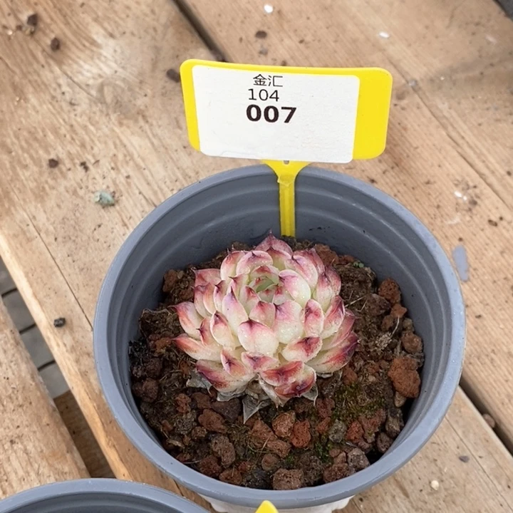 104007马赛尔单头