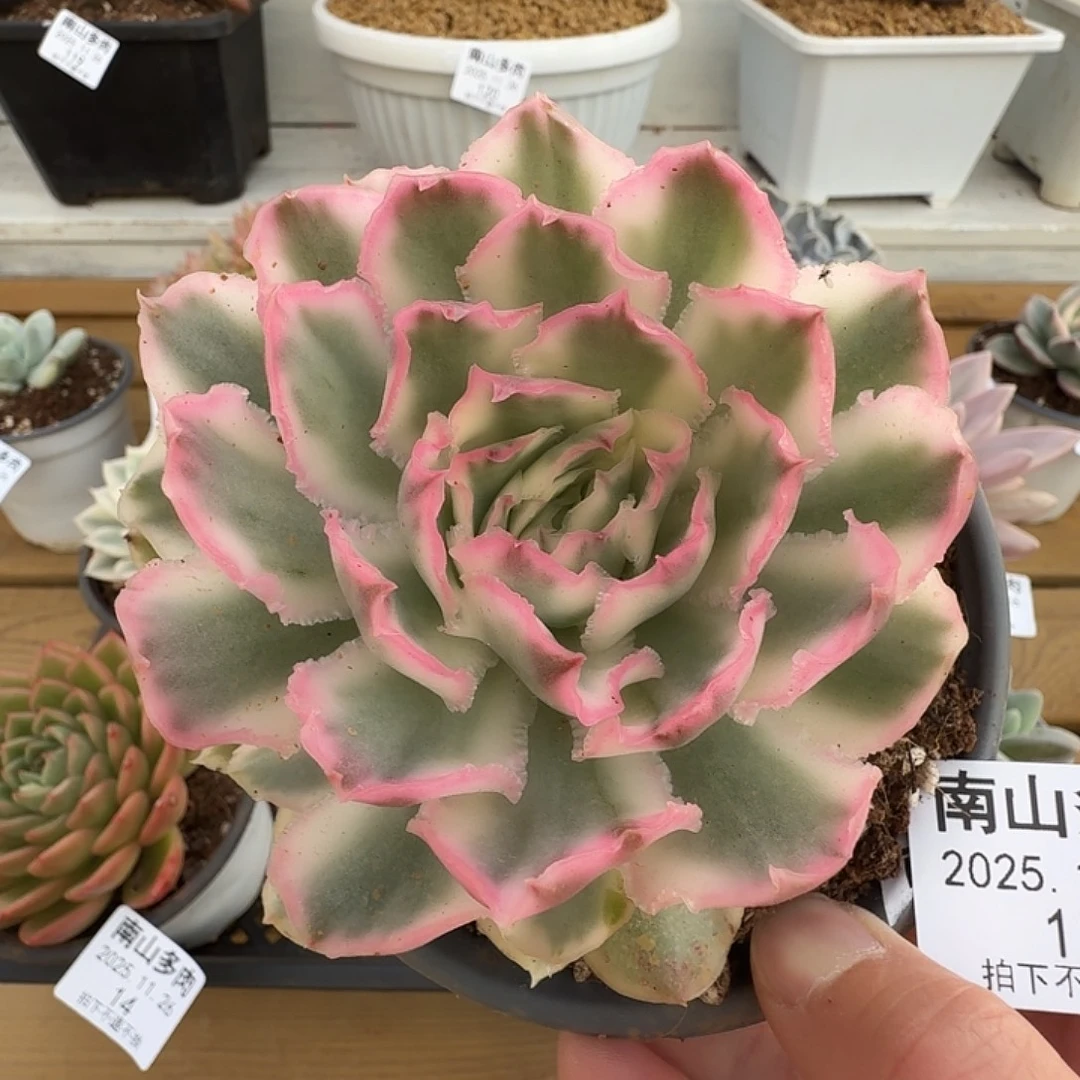 紫蝴蝶锦111126-12