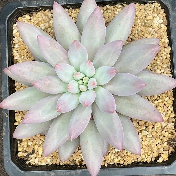 ****，路由器虞美人单头一颗