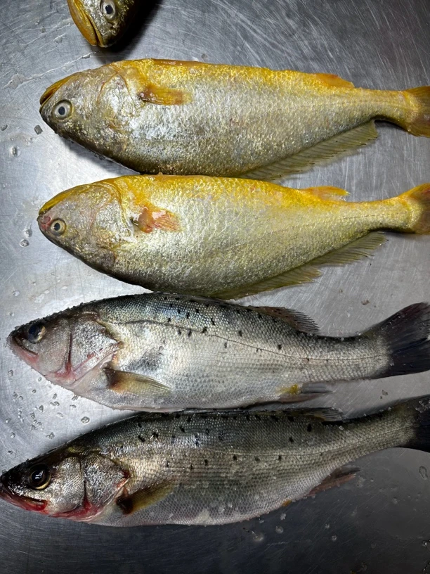 (鲜鱼鲜发)特大深海大鲈鱼(650-750g每条)到手4条顺丰包邮