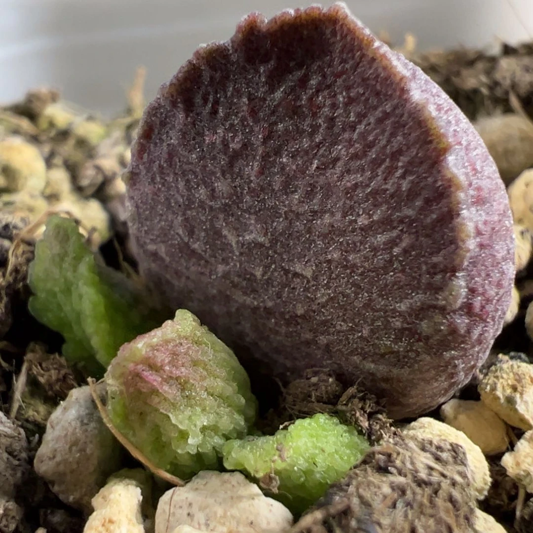 实生新品大苗多肉植物水泡