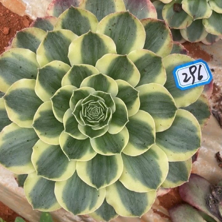 296香炉盘超白锦单头