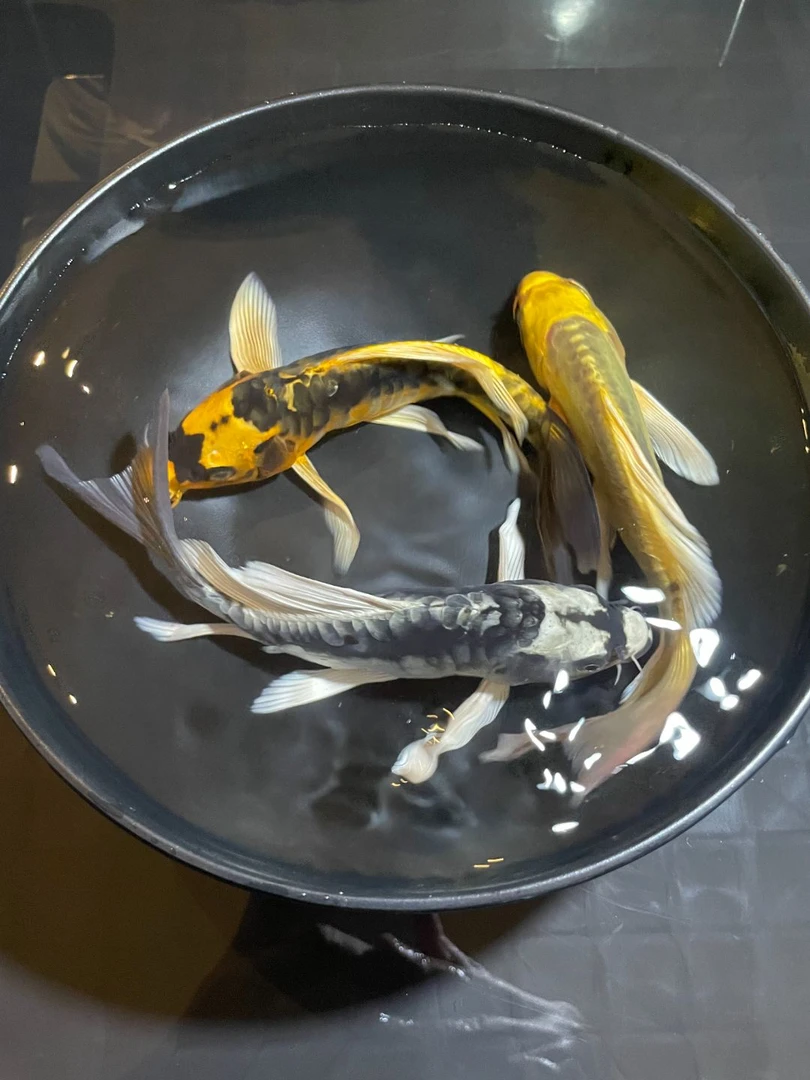 精品普身玛雅龙系蝶鲤·佳