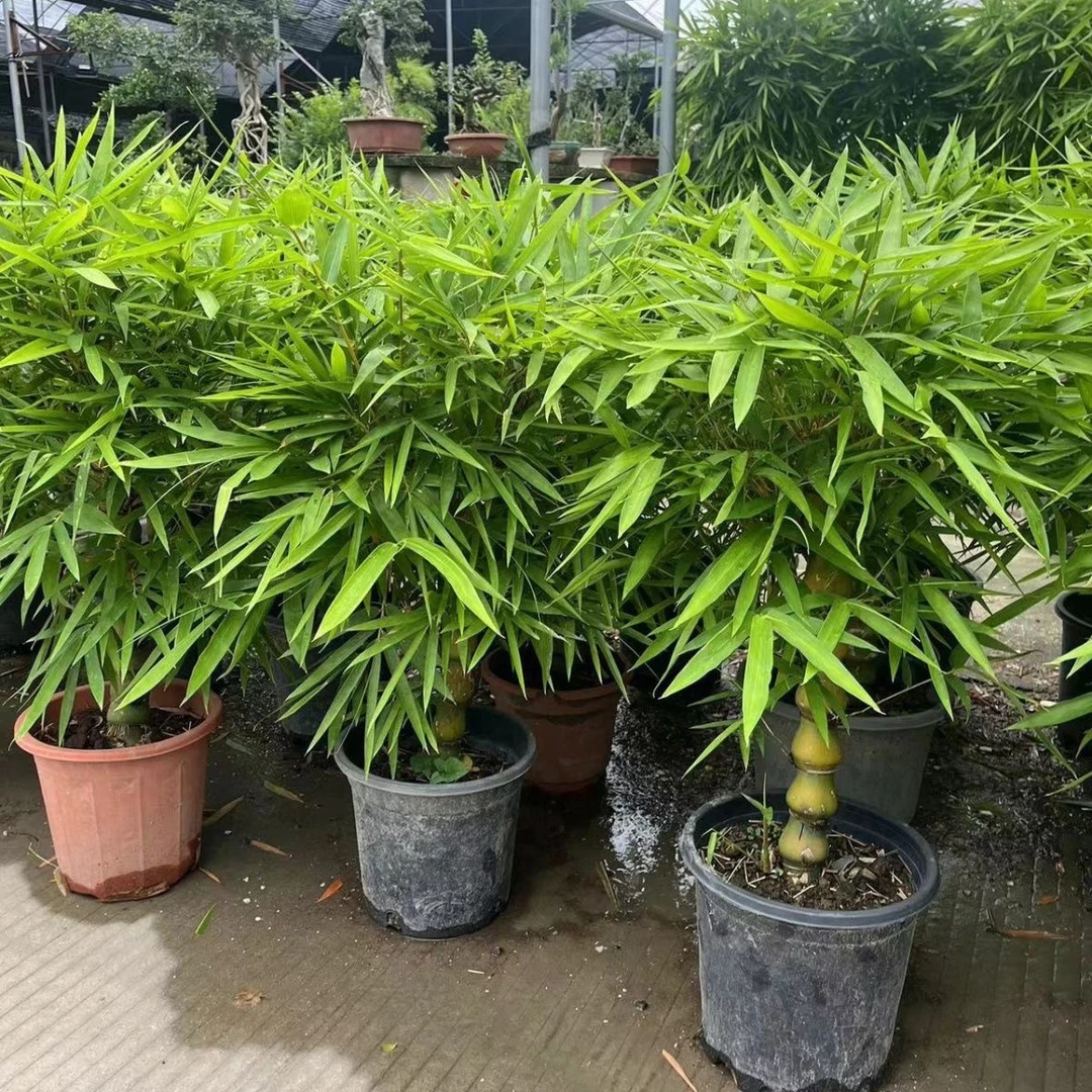 精品大型佛肚竹盆栽罗汉竹庭院观赏竹子阳台盆景办公室内植物客厅
