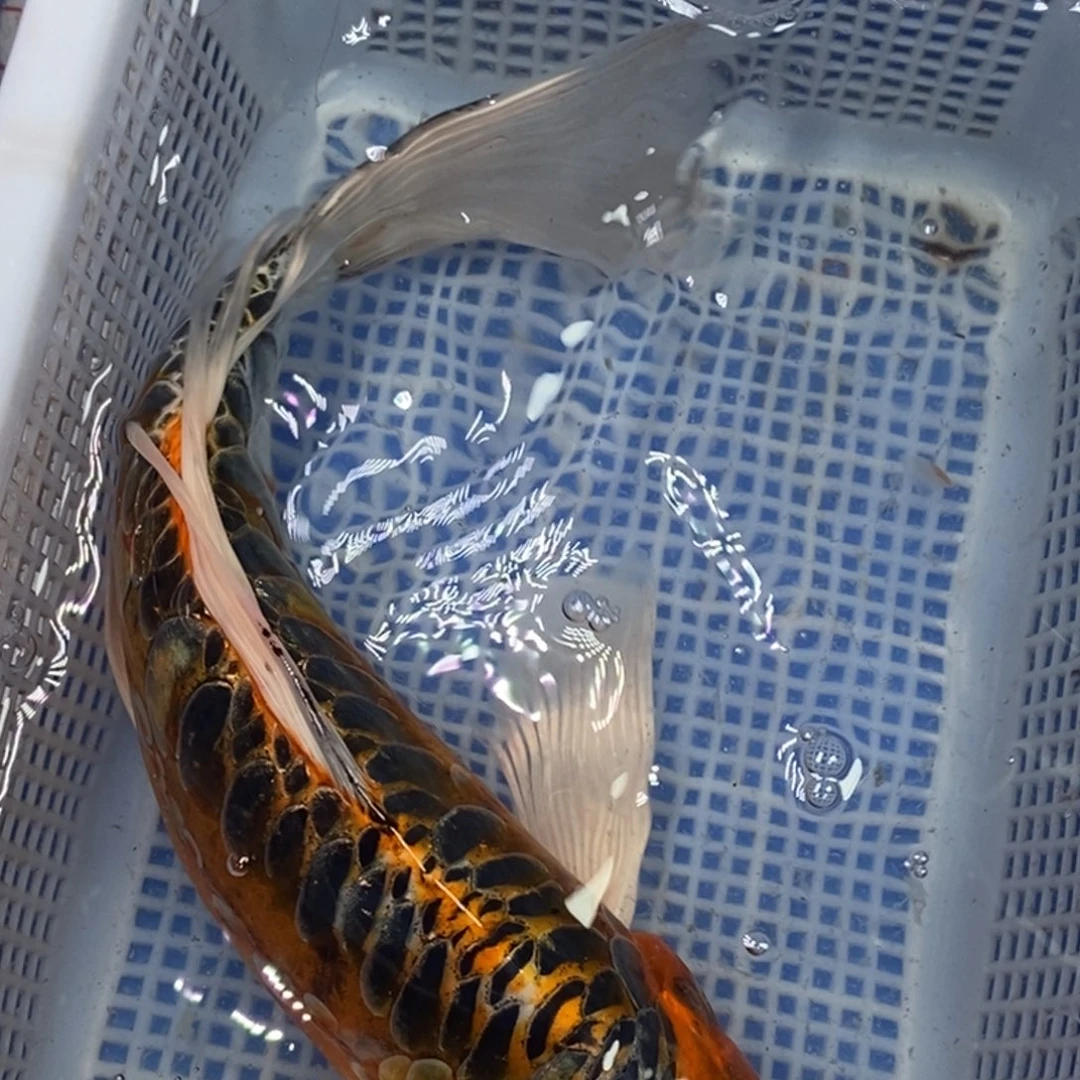 锦鲤冷水锦鲤包邮