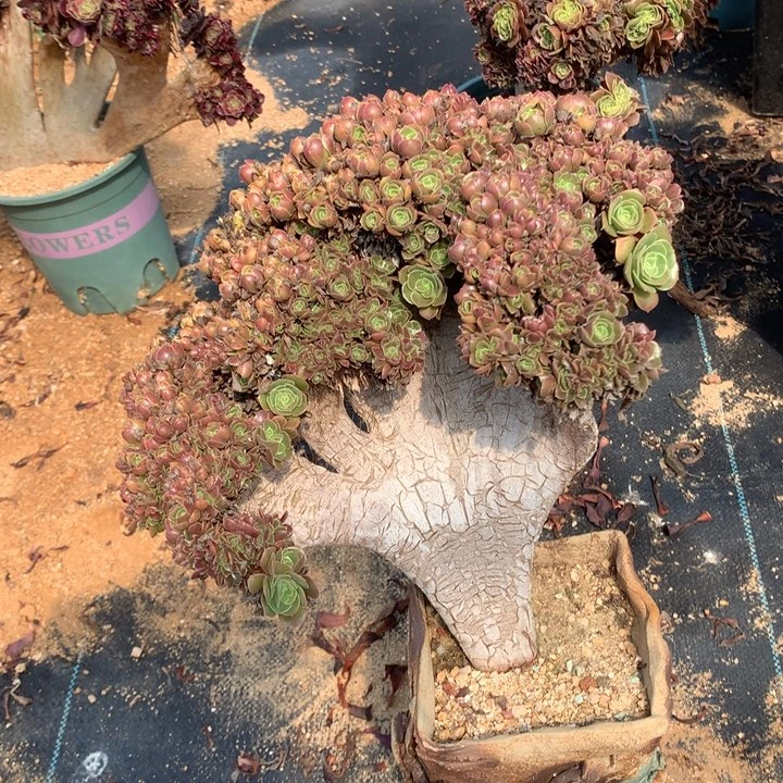玫瑰朵朵脱土发货