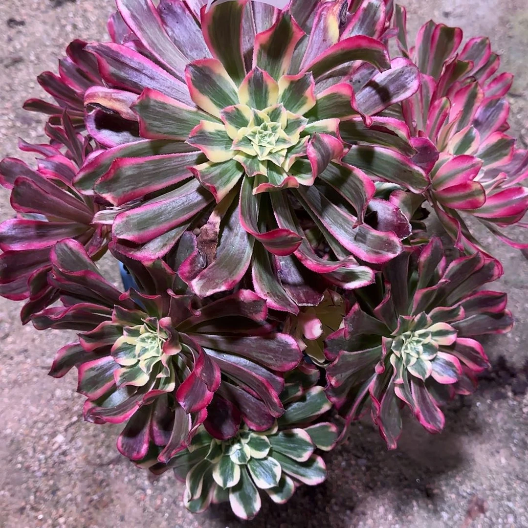 多肉植物法师波斯209