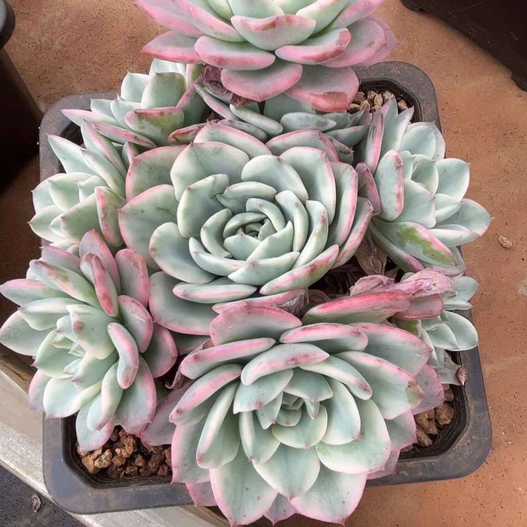 森***＊程成多肉植物奶油黄桃锦