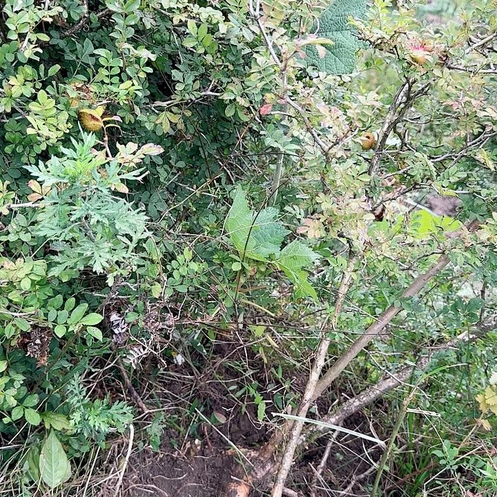 无花朵贵州大山野生刺梨根一颗