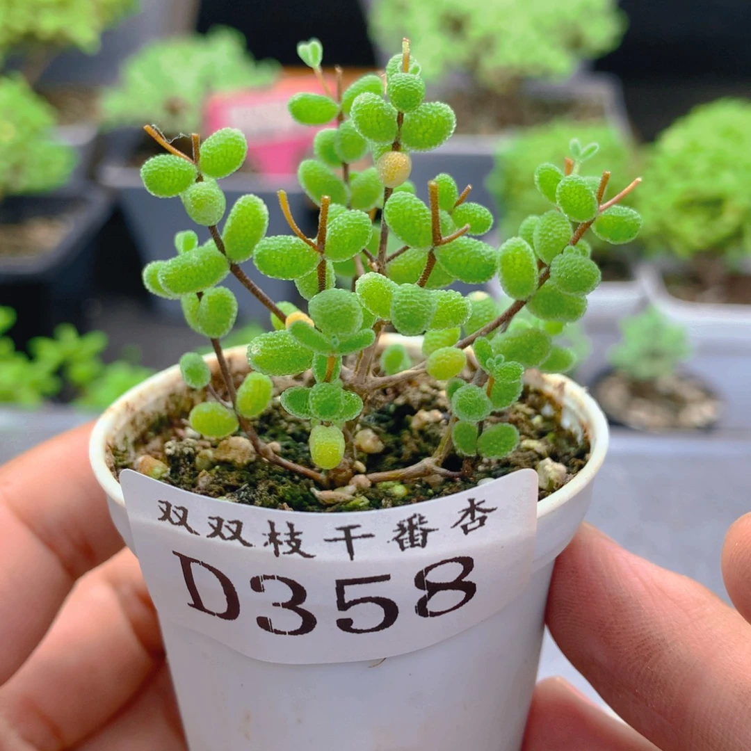 358密叶。