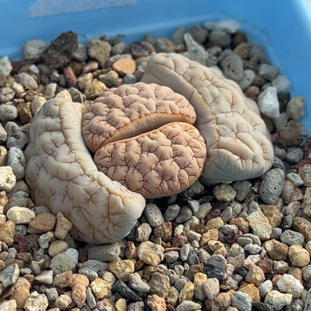 6731睫毛铁189一颗