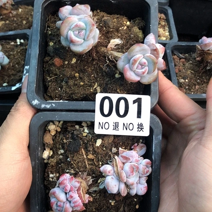 星影石榴籽福利出咯 001