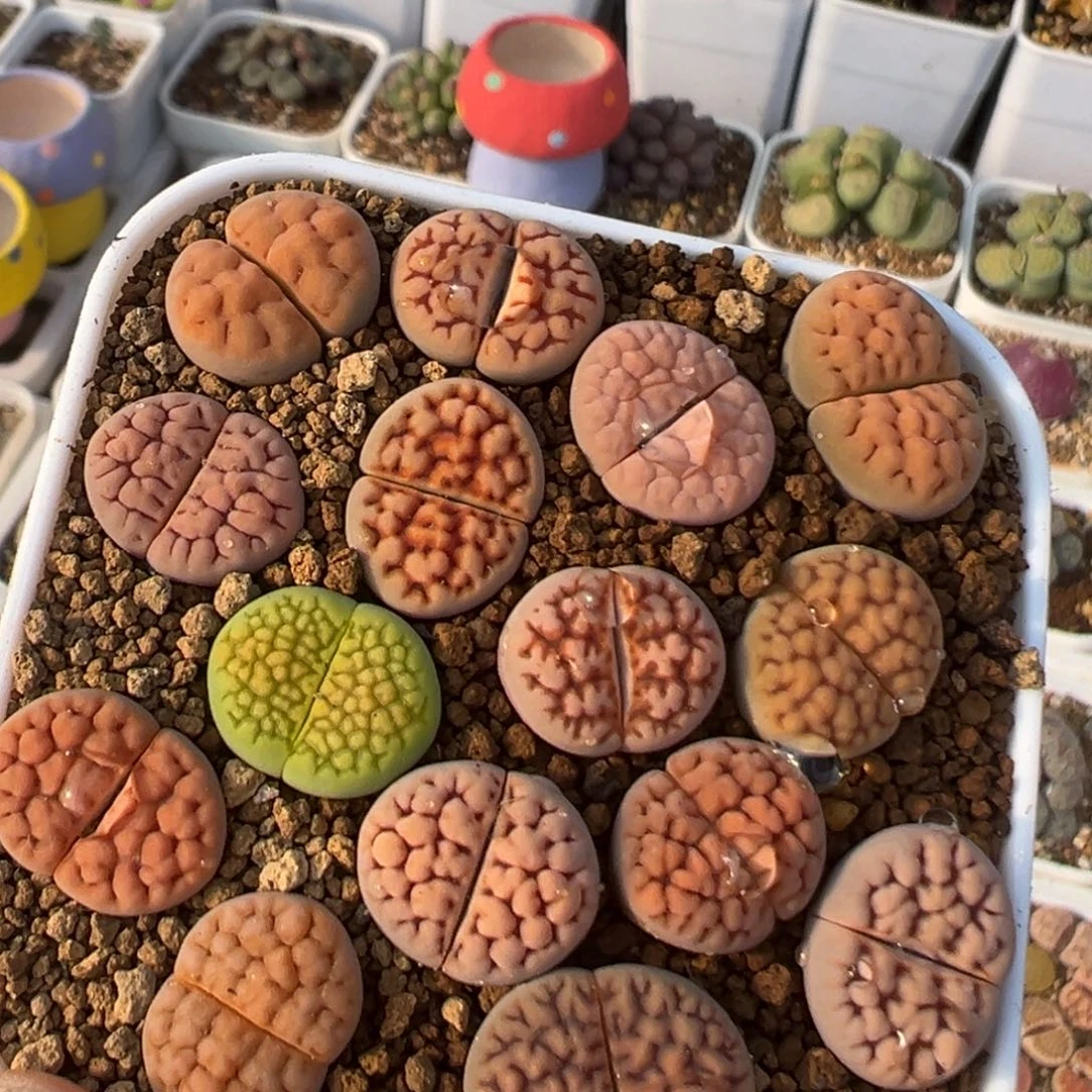 69多肉植物百科知识