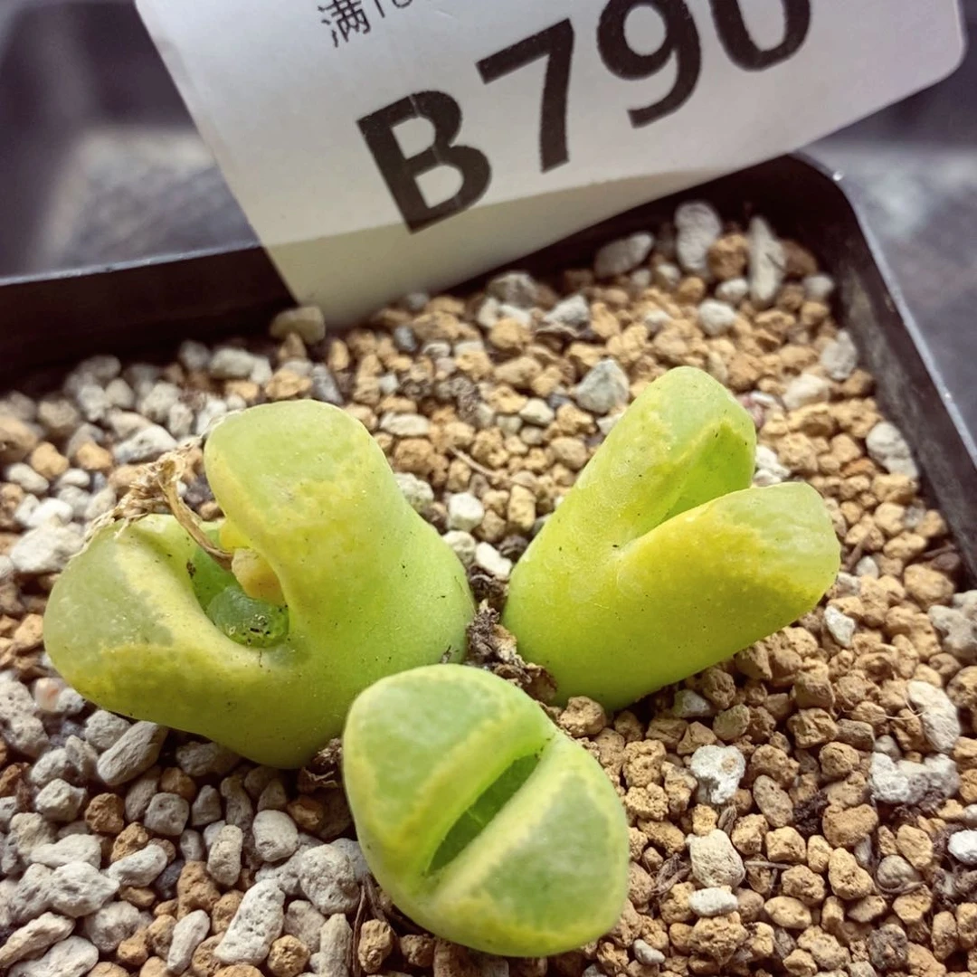 我的小姐姐们都是我790