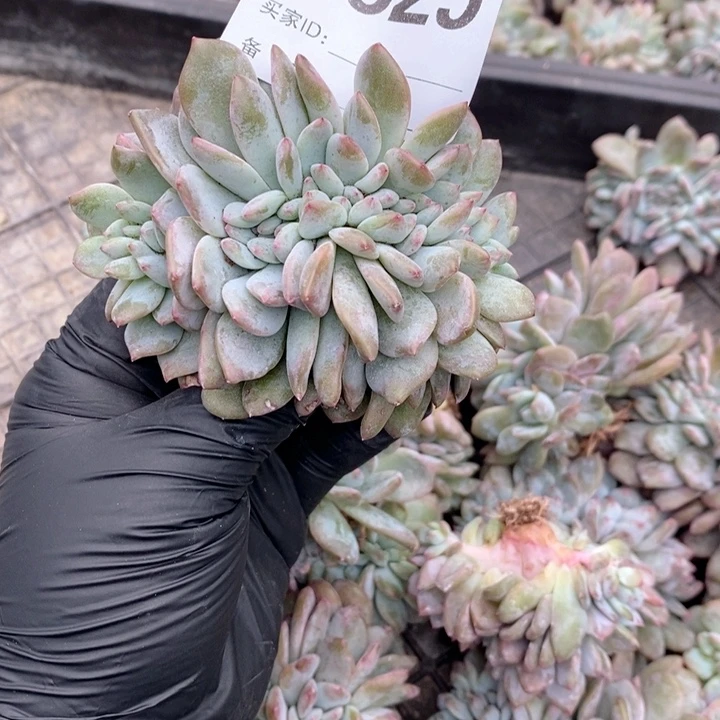 825 石榴籽缀化开播福利