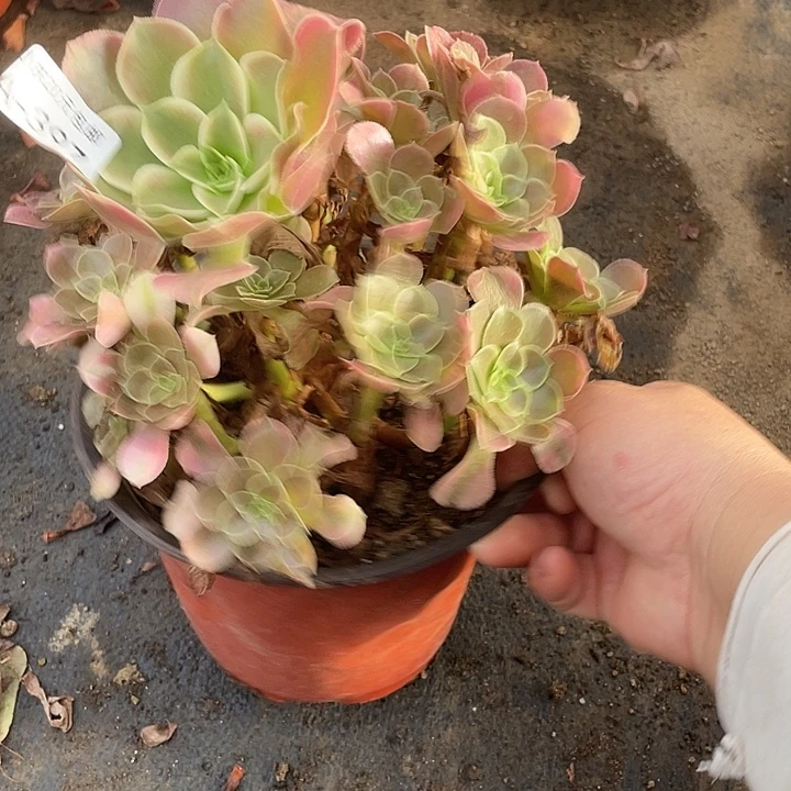 397香妃多肉植物法师