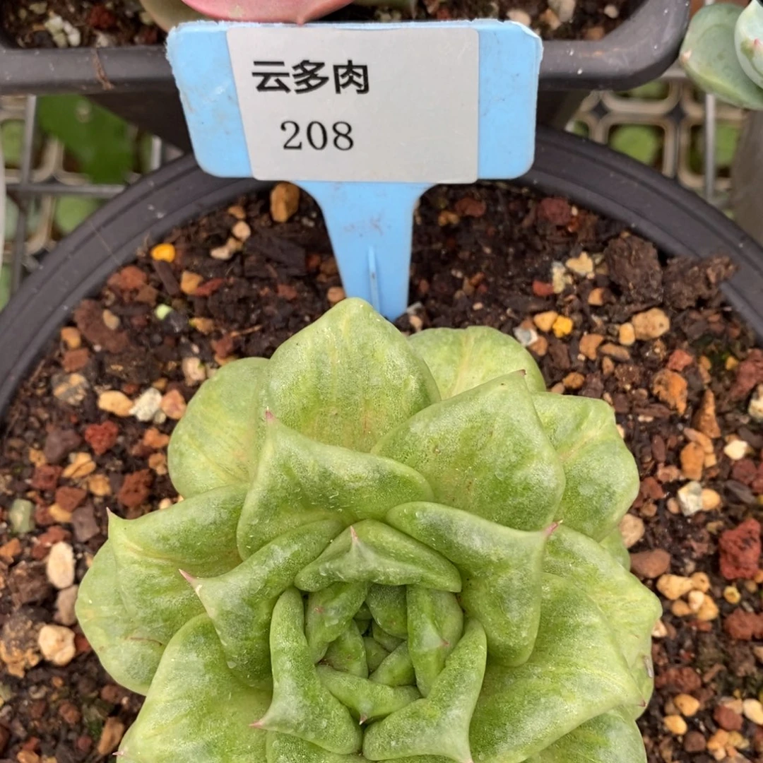 L208蔷薇玛丽亚直播福利