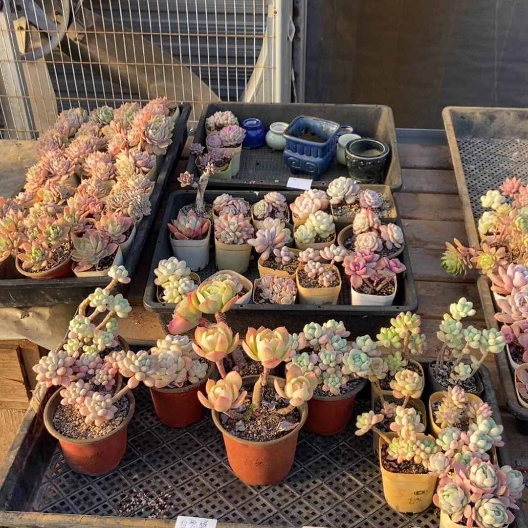 1091号花13个 自然醒