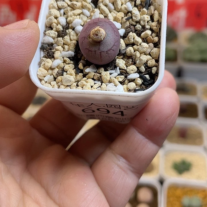 佳人园艺多肉生石花毛杂694