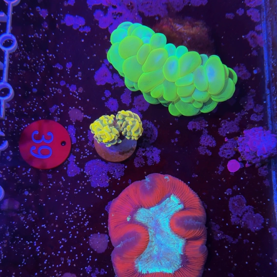 万鱼来朝海水观赏