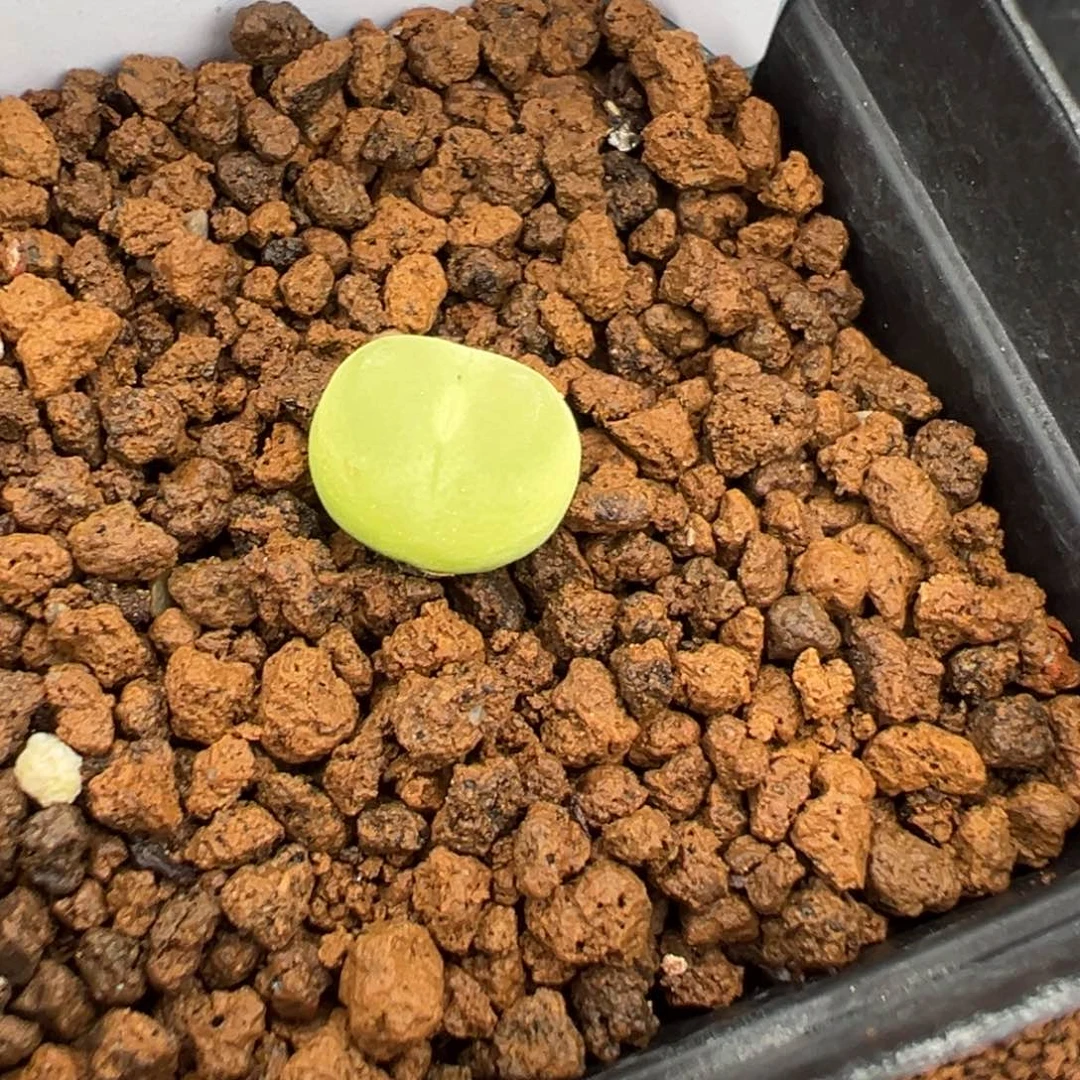 10-225拉登多肉植物