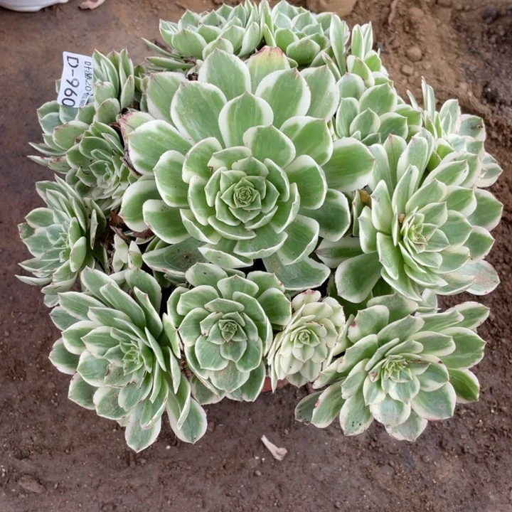 960伊丽莎白多肉123446789