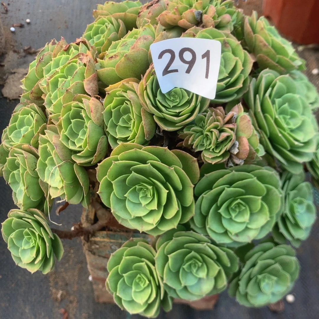 291万圣夜多肉植物