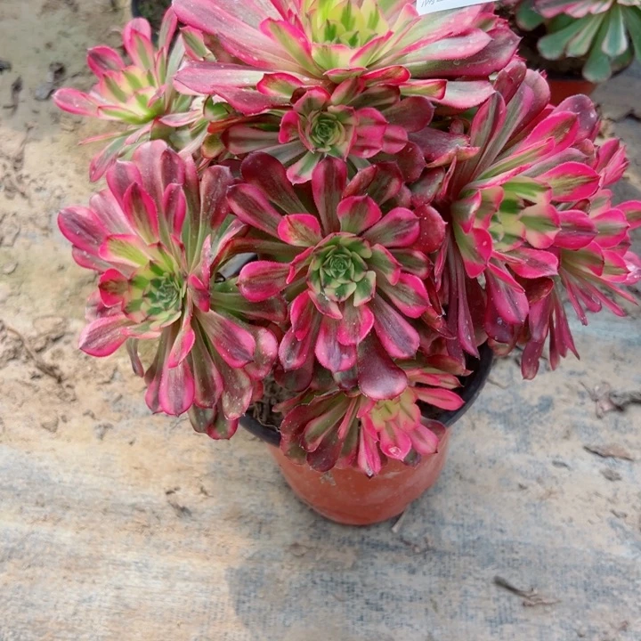 939舞天姬多肉植物