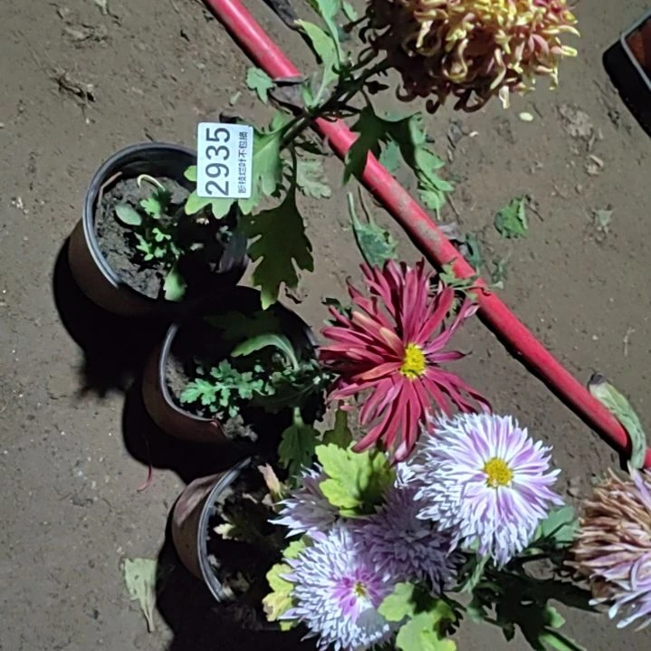 完全开放土球发货一物一拍剪花发货无售后2935