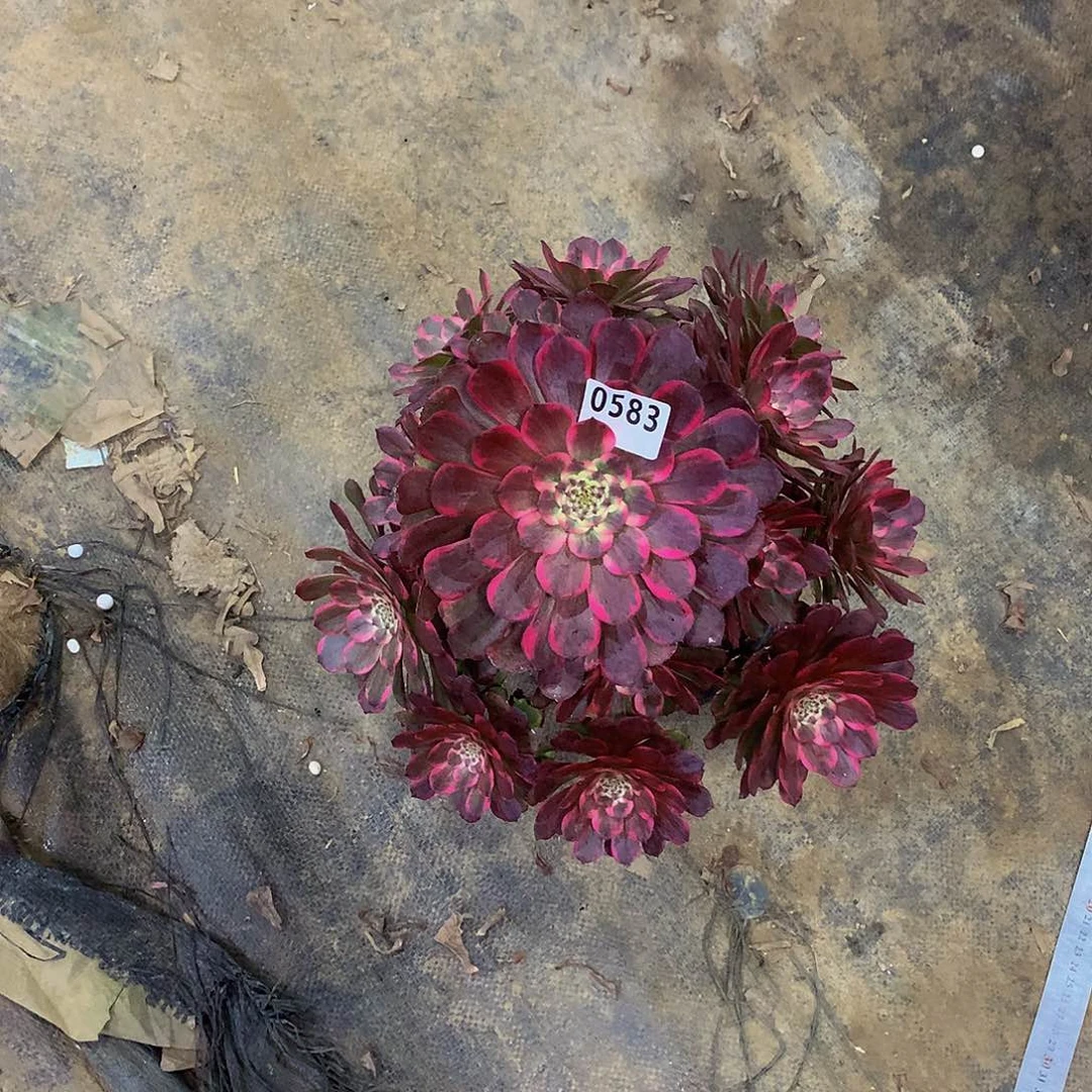 淡*@583花8888888888