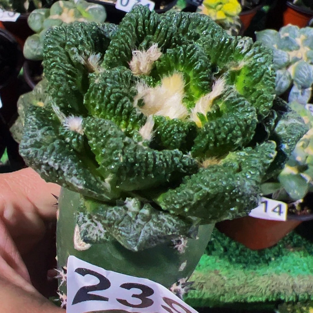 无花朵福利颗粒大尤辛顿牡丹239