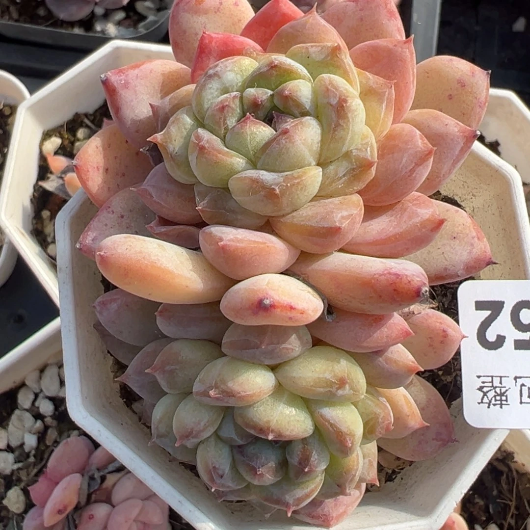 小卡拉米糖心一物一拍10-52