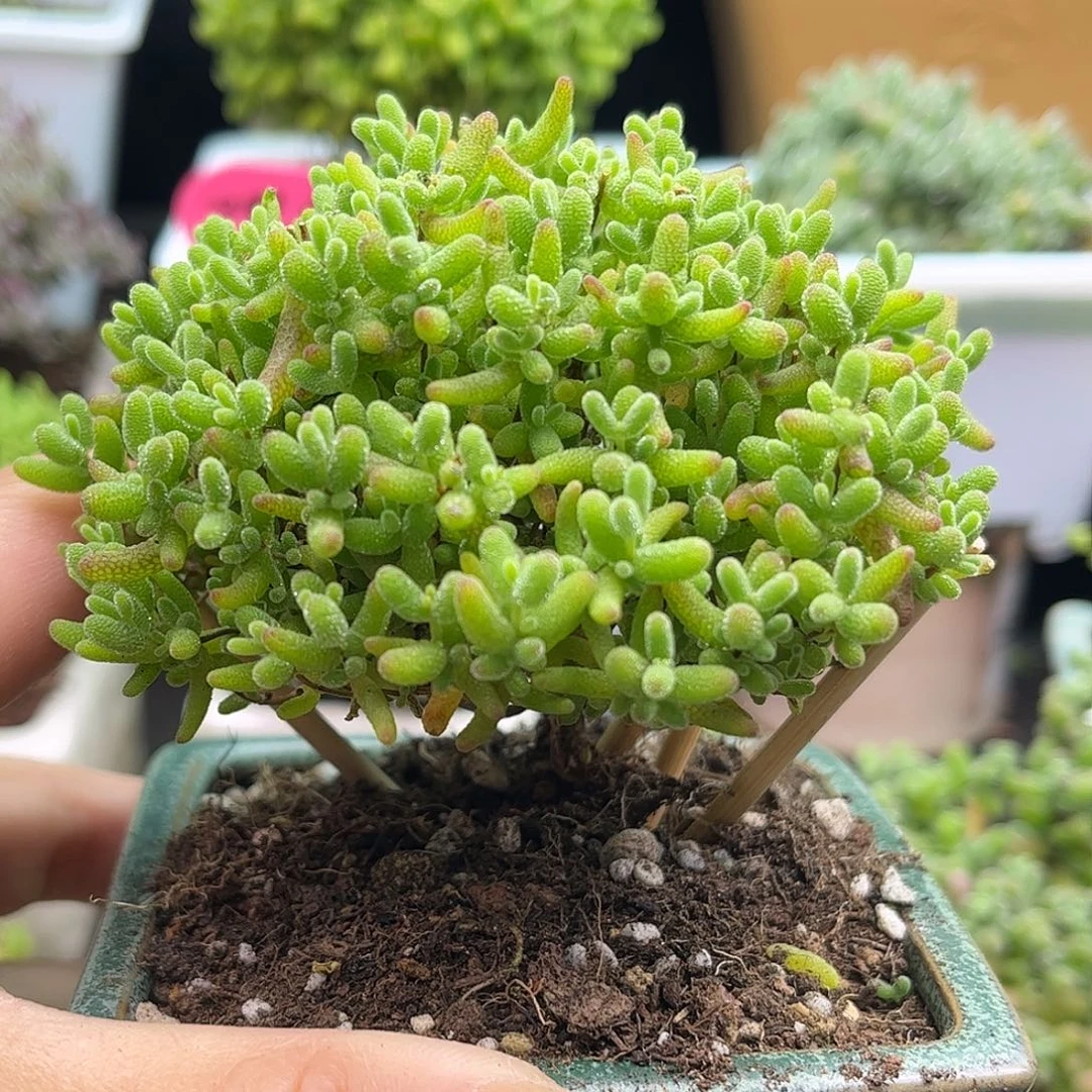 20蜜桔带盆优选枝干