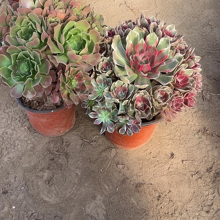 357多肉植物组合，